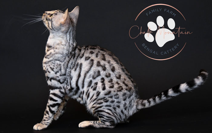 bengal for sale
